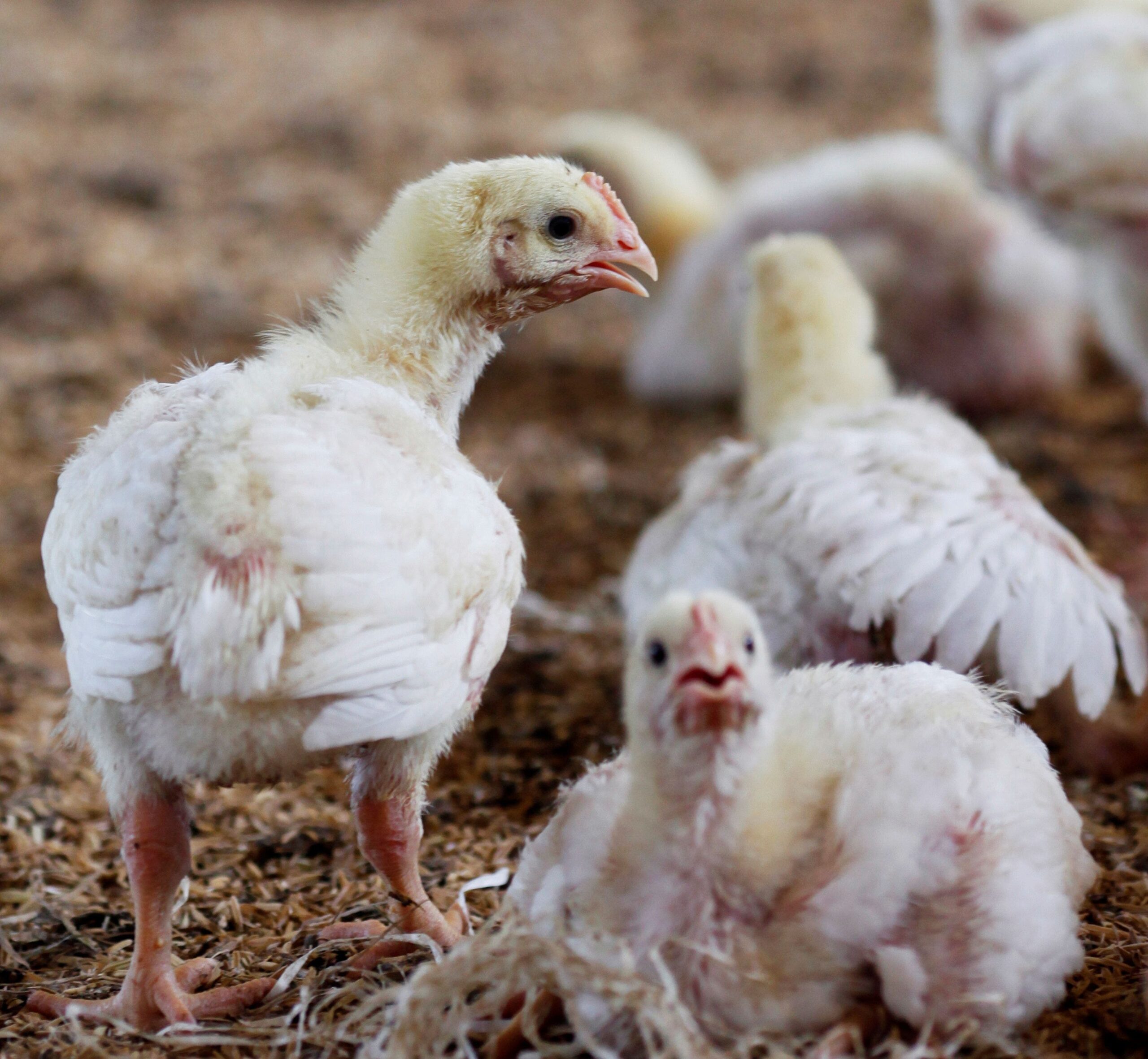 Bird flu outbreak in Georgia puts poultry sales on hold, human cases rise