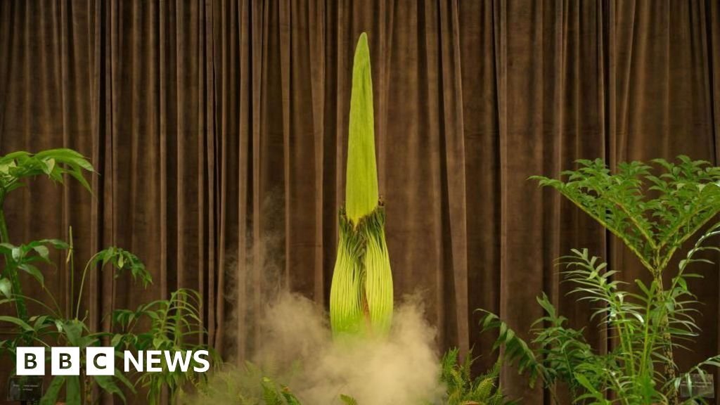 Thousands await rare bloom of smelly plant