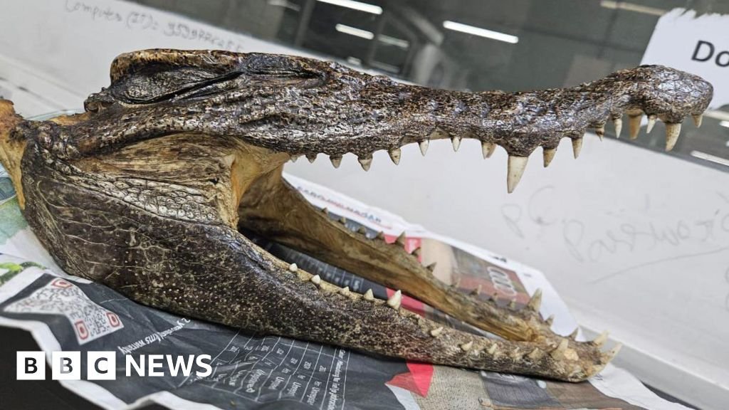 Canadian man arrested at Delhi airport with crocodile skull