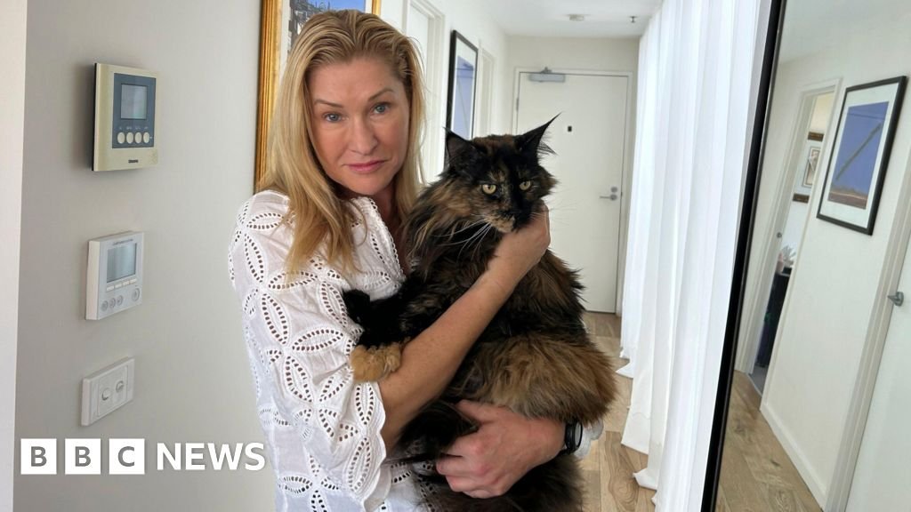 Cat completed 3 flights in 24 hours after being left on plane