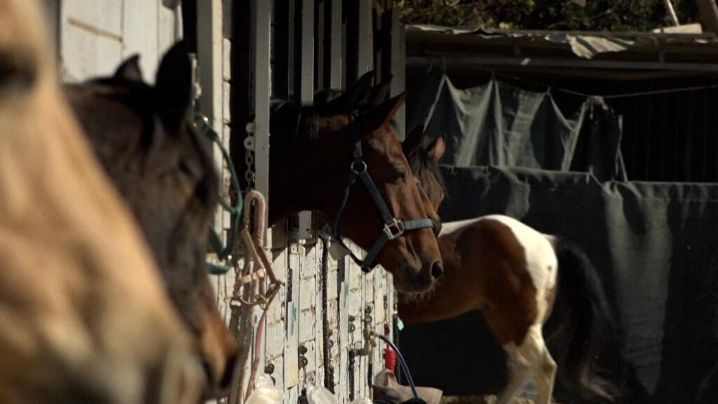 The fight to save thousands of animals as fires rage in Los Angeles