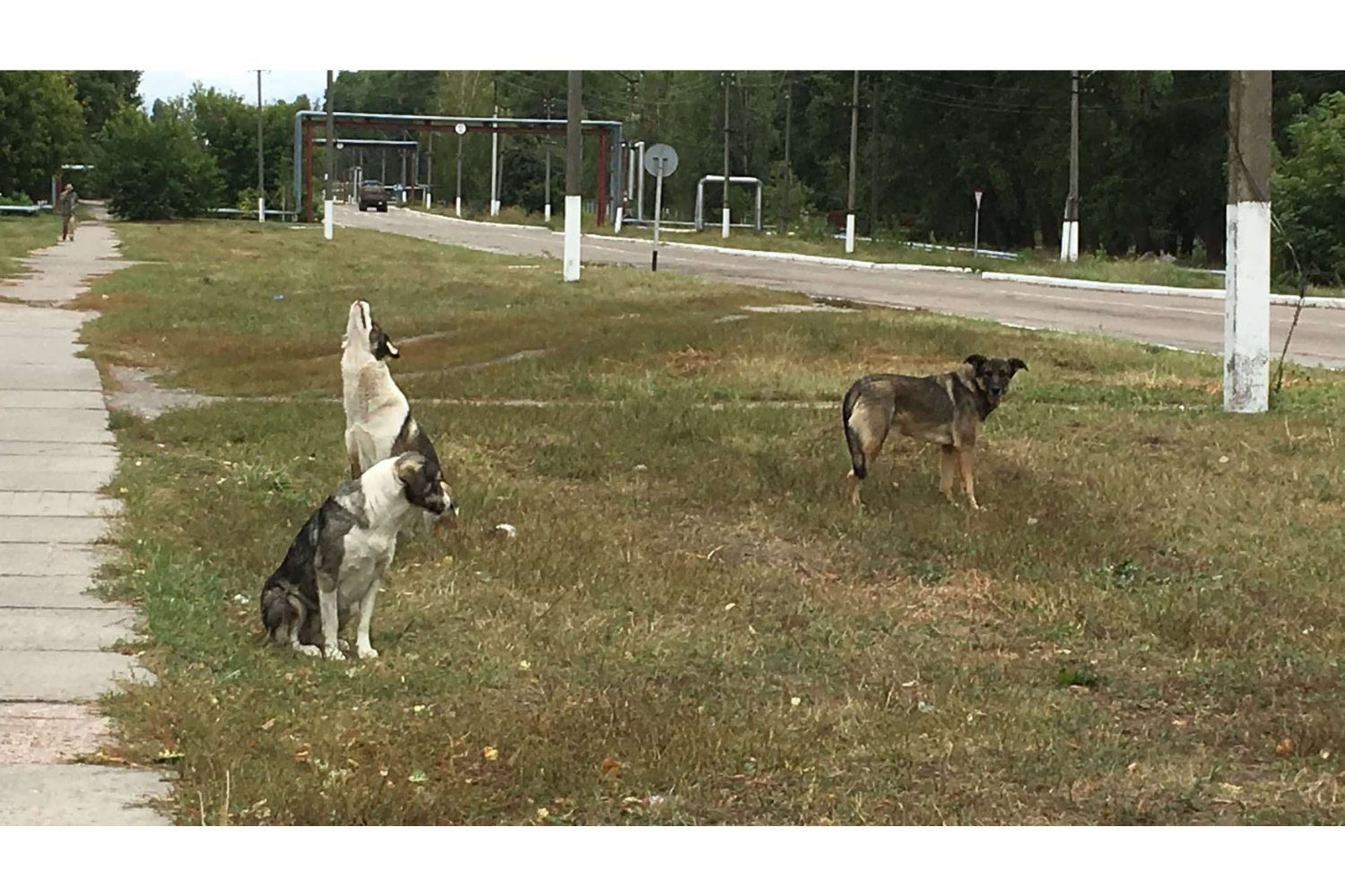 Chernobyl’s Stray Dogs are genetically different—but not radiation-induced