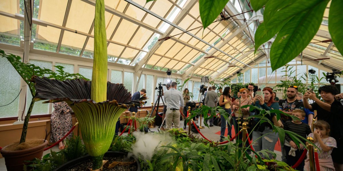 Thousands of tourists flock to Sydney, Australia just to see the fragrant 5-foot tall flower in bloom.