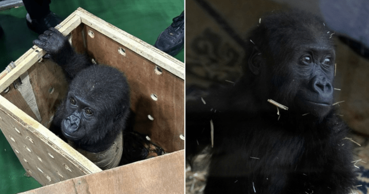 Baby gorilla is recovering after being rescued from the cargo hold of a plane in Turkey – National