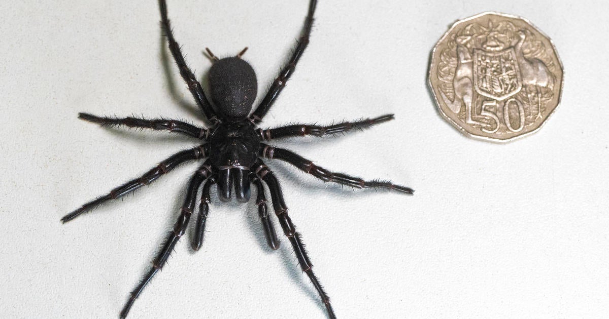 Scientists Discover Larger, More Venomous Species of Deadly Funnel Web Spider, Dubbed “Big Guys”