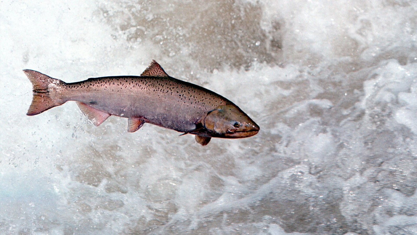 Oregon’s Hydroelectric Dam Kills Salmon. Congress Says It’s Time to Consider a Shutdown.