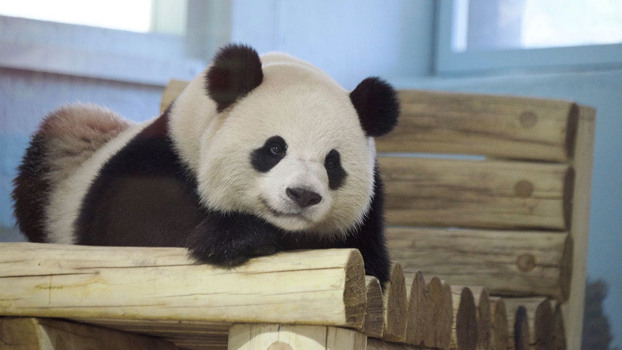 The new DC pandas will be displayed. The Zoo’s Panda program has had a significant support