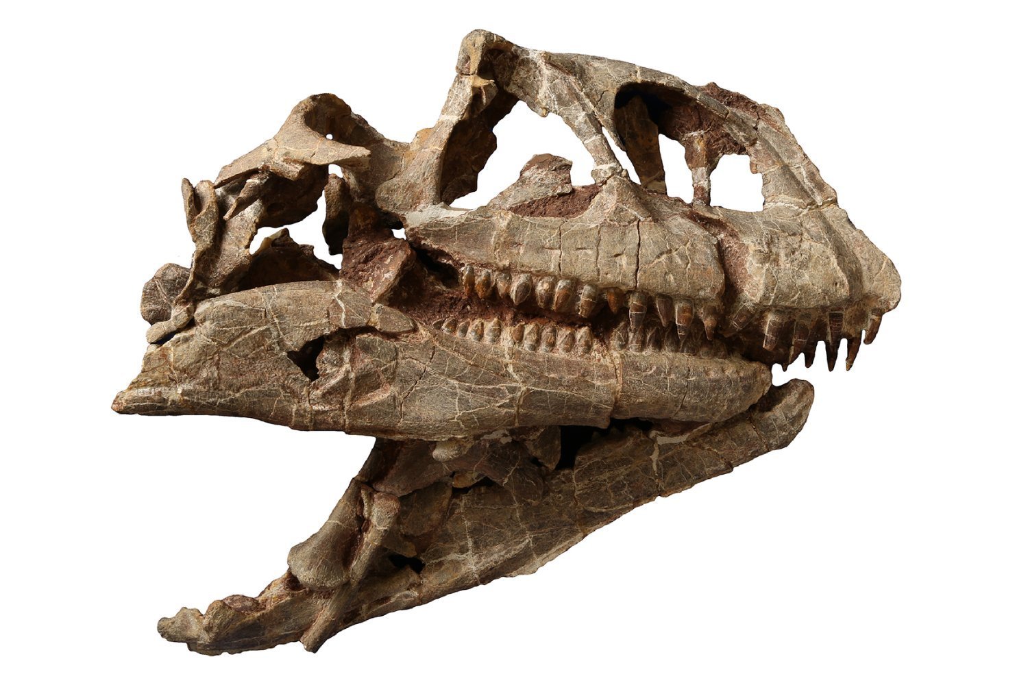 Large Dinosaur Skull Discovers an Unknown Species