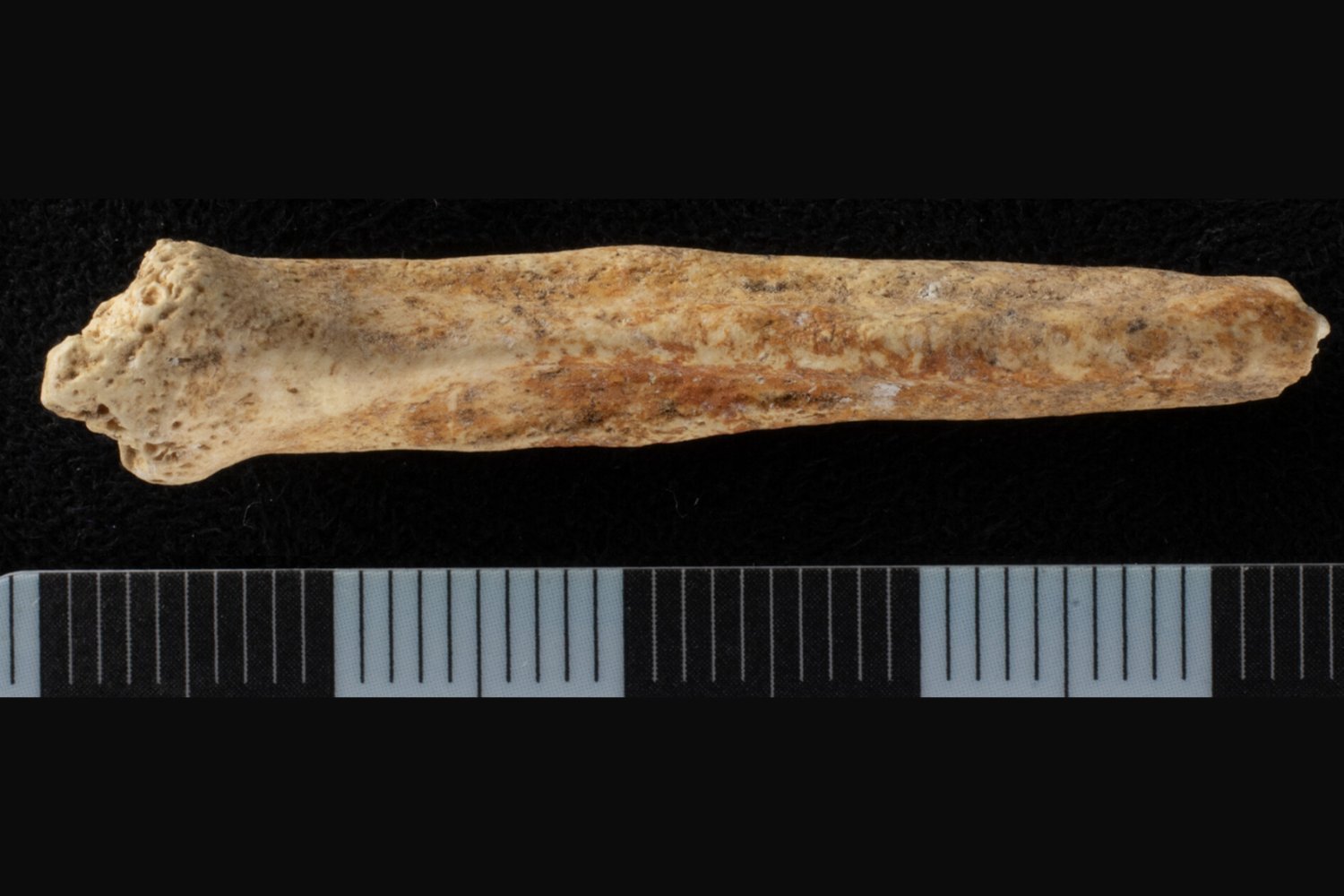 Mysterious Painted Red Dog Penis Bone Found in Ancient Roman Shaft