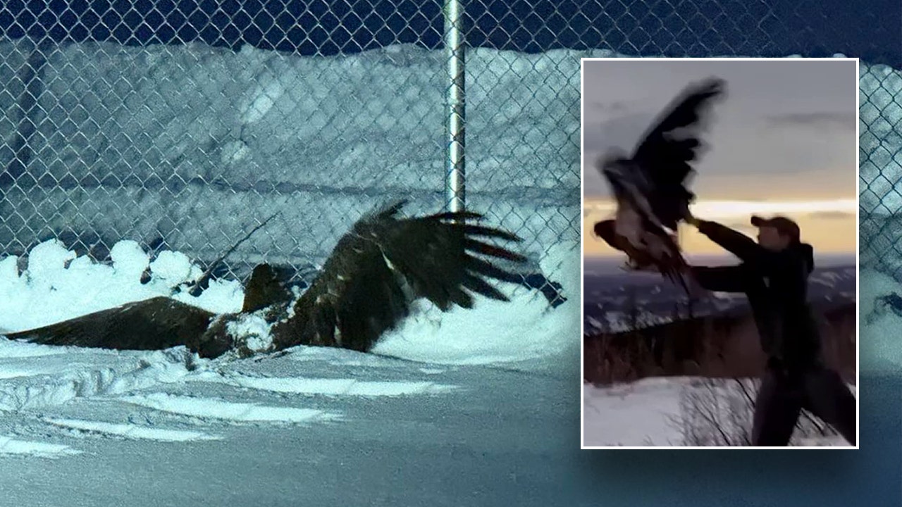 Alaska bald eagle rescued by police