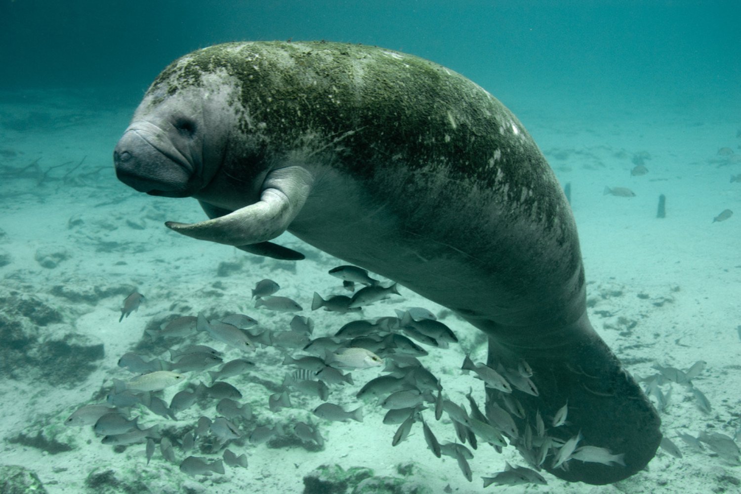 Tired of Florida Cold, Manatees Post Up Power Plant Discharge