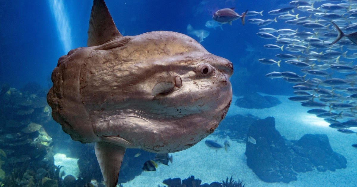 A sunfish in Japan got sick when her aquarium was closed. Human cutouts helped him recover.