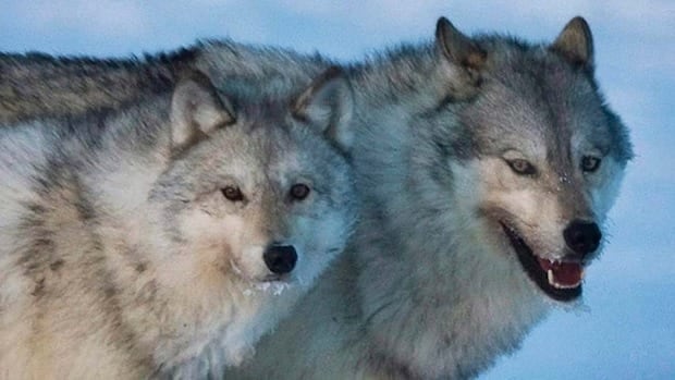 Colorado will capture 15 BC wolves to reintroduce the population to the state