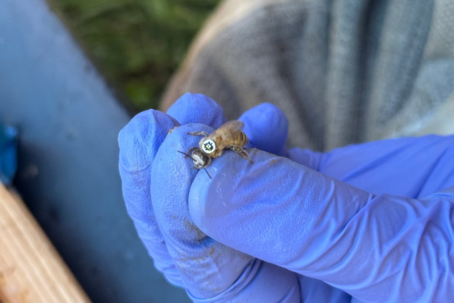 Scientists strapped QR codes to thousands of bees to see how much they have been flying