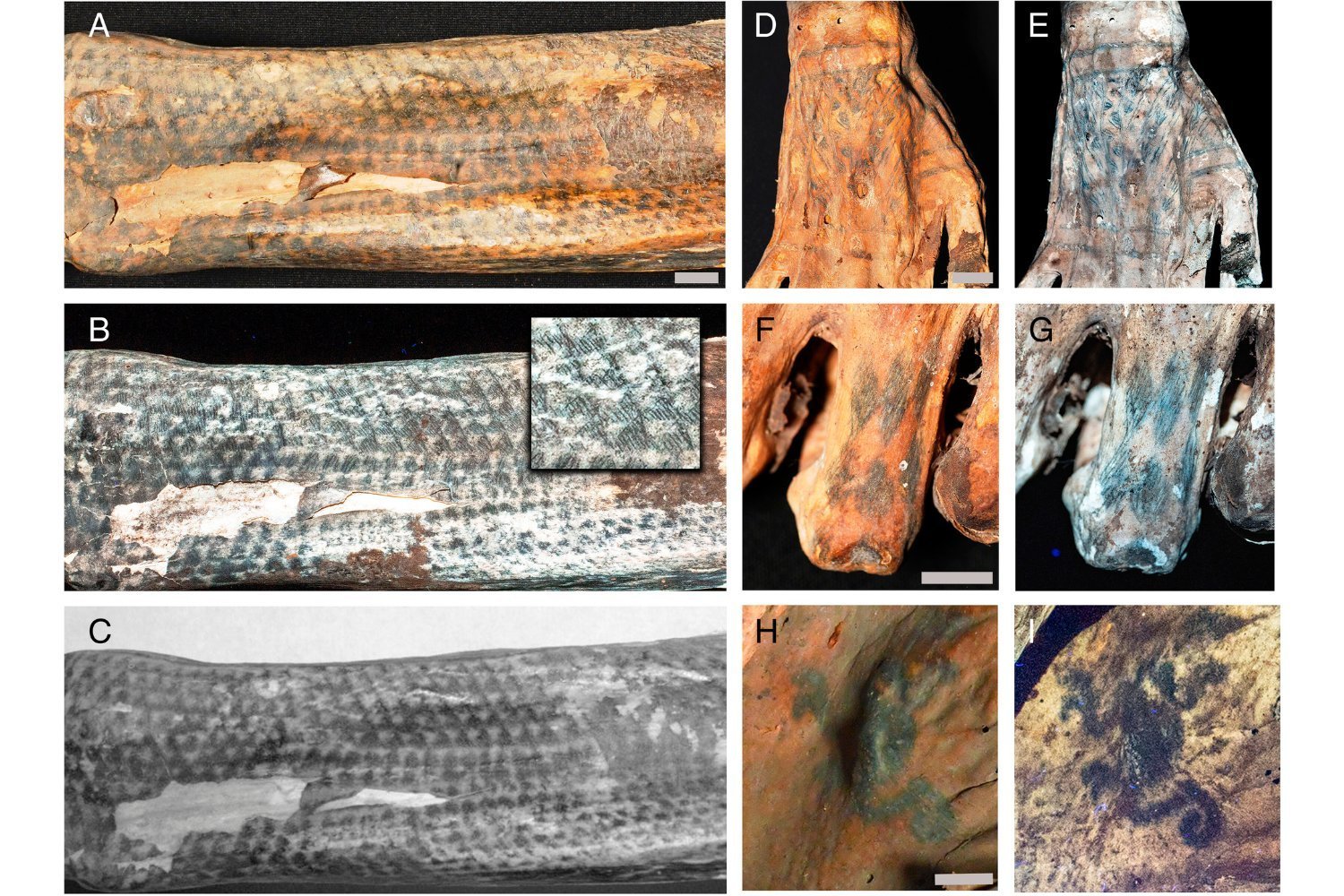 Lasers Reveal Unique Tattoo Art of 1,200-Year-Old Peruvian Mummies