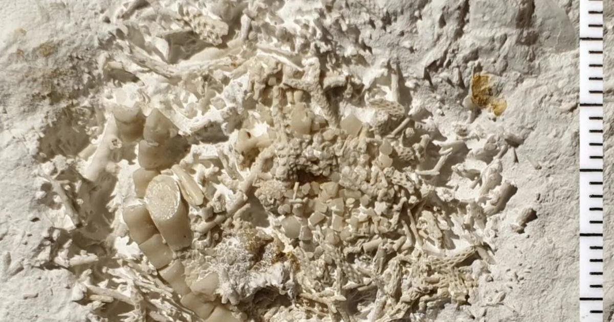 66-million-year-old vomit discovered by amateur fossil hunter in Denmark: ‘A truly unusual find’