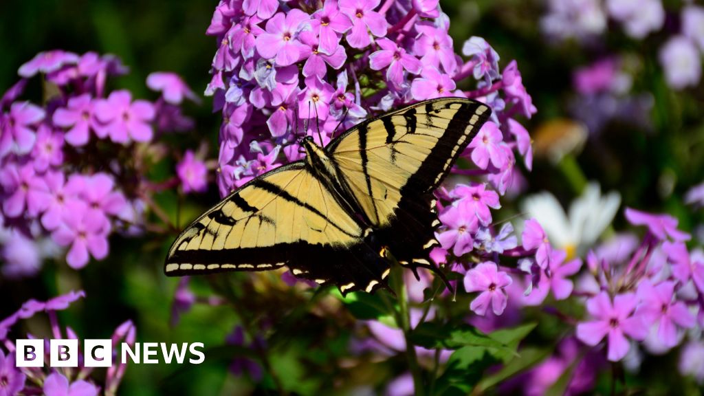 The U.S. butterfly population has dropped by 22% in two decades, the study said.